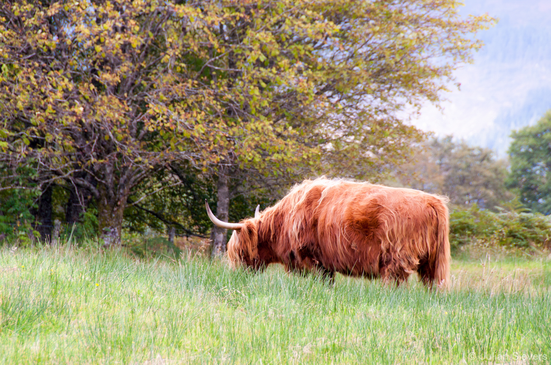 GB Scotland 072