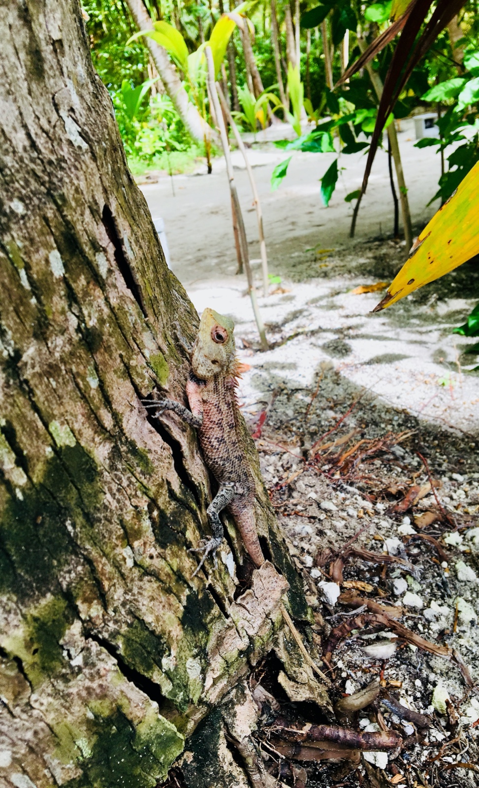 F8E04176 3480 40AC 87C1 01D2C5885CED 1 201 a